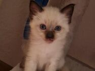 Reinrassige Siamkitten - Schwetzingen