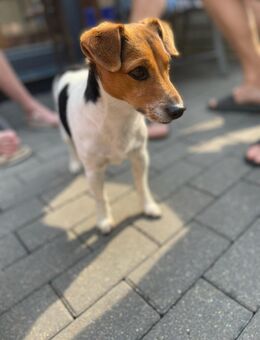 Jack russell 7 Jahre alt - Eggebek