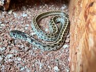 Strumpfbandnatter inkl. Terrarium - Halle (Landkreis Holzminden)