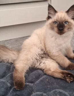Reinrassige Neva Masquarade Kitten Katzen Kater - Wuppertal