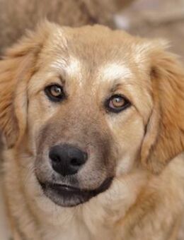 Luana, geb. ca. 10/2023, Griechenland - Markdorf