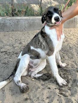 Hezöl - Wer sieht diesen tollen Hund? - Köln