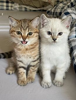 Zwei Britisch Kurzhaar Kitten – abgabebereit - Seevetal