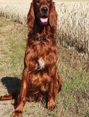 Irish Red Setter Deckrüde in 21382