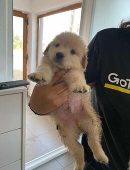 Lustiger LEO sucht sein Für-Immer-Zuhaus - Neuberg