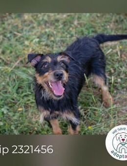 Chip 2321456: Sucht ein Zuhause - Kirchzell