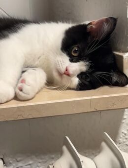 Schwarz-weißer Kater mit Kuschelfaktor sucht ein liebevolles Zuhause - Mönchengladbach