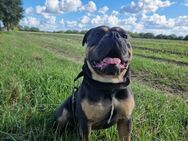 Suche Familie für Bane – meinen Old English Bulldog - Hamburg