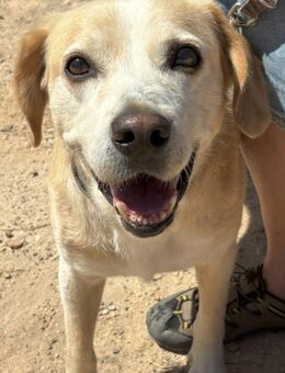 Yuno sucht eine Familie! - Althütte