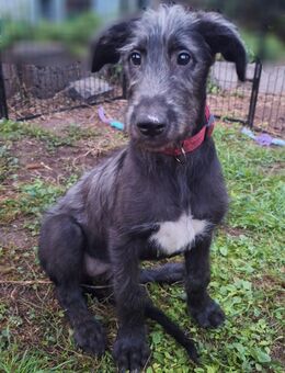 Irish Wolfhound/ Irischer Wolfshund Welpen - Kyffhäuserland