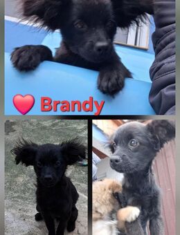 Brandy - hat ein liebes Wesen - Höchst (Odenwald)