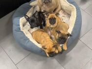 Verkaufe süße Französische Bulldoggen Mix Welpen - Berlin