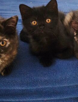 Bkh kitten Black Chokolade 2 kater schwarz mit schokolade stich orange augen ab 31.07 abholbereit - Neuendettelsau