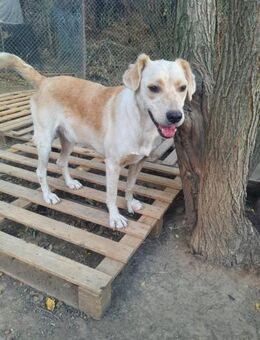 💖Traumbub Axel sucht ein Zuhause💖 - Eislingen (Fils)