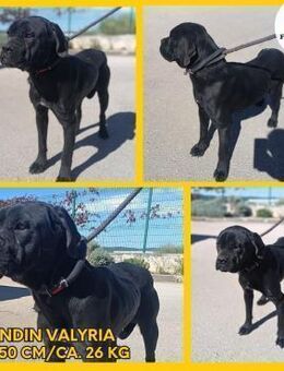 liebe Valyria sucht ein Zuhause - Margetshöchheim