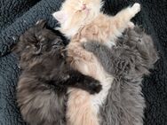 Perser Kitten - Velbert