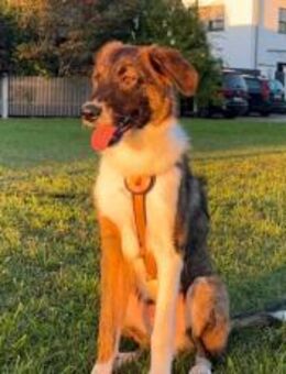 Zuhause für Louie gesucht - München