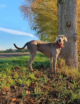 Weimaraner / Deutsch Kurzhaar Mix Welpen - Annaburg