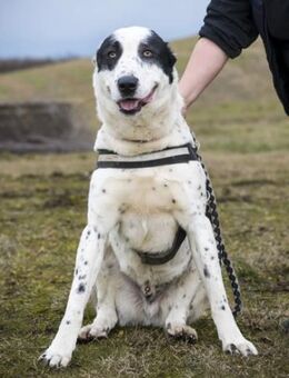 Baltazar-SI Sanfter Riese sucht Heim - Neustadt (Rübenberge)