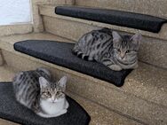 2 weibliche Geschwister katzen - Poppenricht