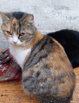 Liebevoll Gesellige Nera & Buna - Rambin