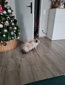 Koki und koko in 42103