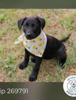 Chip 269791: Hundekind sucht ein Zuhause - Kirchzell