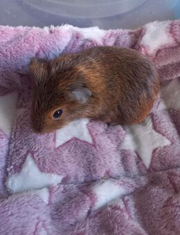 4 männliche Meerschweinchenbabys suchen Traumplatz! - Geretsried