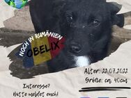 OBELIX - möchte seinen Weg mit DIR gehen - Waakirchen