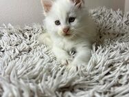 Maine Coon Kitten - Schönau (Baden-Württemberg)