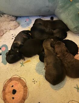 Bolonka Zwetna Welpen am 26.10.2025 auf die Welt gekommen - Köthen (Anhalt)