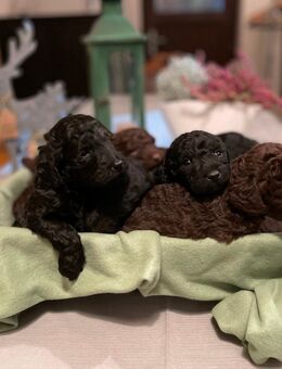 Labradoodle F1B - Duderstadt