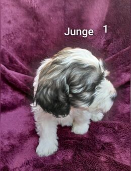 Wunderschöne Edelmix Welpen - Linnich