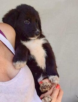 Schäfi-Mix-Welpin ♥Eliana♥ sucht Liebe - Hamburg