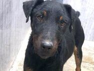 Buba typisch Terrier Ho - Ludwigshafen (Rhein)