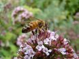 Thymian Deutscher Winter Samen rosa Blumen Blüten Pflanze Thymian Kräuter Wildkräuter heimisch kochen Balkon Garten planen Pflanze Hochbeet Thymiane Muttertag winterhart mehrjährig Kochen Biene garden Beet Deutsches Saatgut Samen SWR Vatertag Bio Samen in 74629