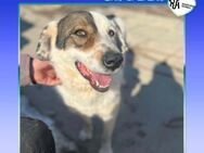 🧡 GRUBER 🧡 - EIN HÜBSCHER SCHATZ SUCHT - Alfeld (Leine)