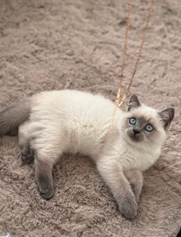 Britisch Kurzhaar Kitten Blue Point - Bad Schwartau