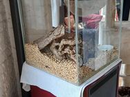 vogelspinne Berta / bella rosa sucht ein neues zuhause - Bennau