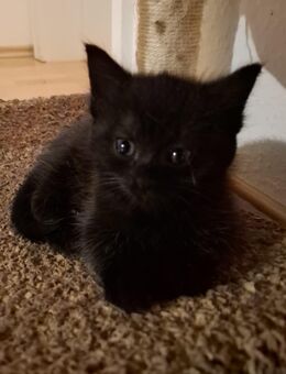 Kätzchen - Diepholz