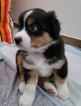 Australian Shepherd - Hamminkeln