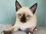 Reinrassigen Siam Kitten - Dortmund