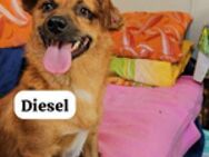 Diesel konnte der Tötung entkommen - Berlin