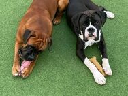 Boxer-Welpen zur Adoption - Köln