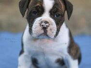 Old english Bulldogge welpen - Niedermoschel