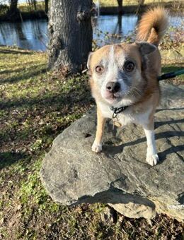 Fetita sucht Zuhause - Mudersbach