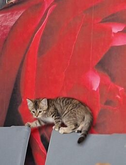 Süße baby Katzen - Stadtoldendorf