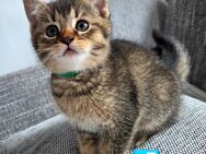 Wunderschöne BKH Kitten - Hilden