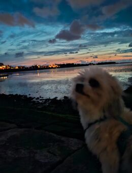 Lucky "Maltipoo (Malteser/Pudel-Mix)" - Cuxhaven