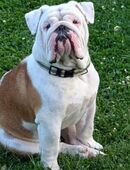 Englische bulldogge in 14770